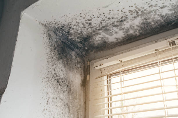Affordable Basement Mold Removal solutions in Oceanport, NJ